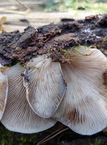 TREPKOVITKA MĚKKÁ (Crepidotus mollis) FOTO: Marta Knauerová, 10/2023
