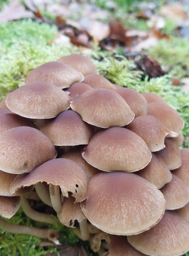 KŘEHUTKA VODOMILNÁ (Psathyrella piluliformis) FOTO: Marta Knauerová, 10/2023