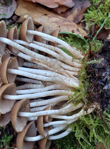 KŘEHUTKA VODOMILNÁ (Psathyrella piluliformis)  FOTO: Marta Knauerová, 10/2023