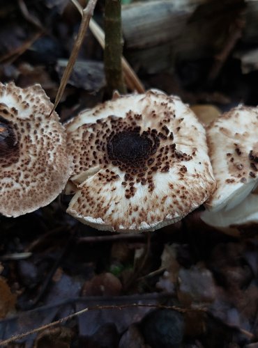 BEDLA KLAMAVÁ (Lepiota pseudolilacea) FOTO: Marta Knauerová, 10/2023