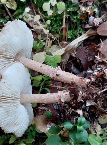 BEDLA KLAMAVÁ (Lepiota pseudolilacea) FOTO: Marta Knauerová, 10/2023