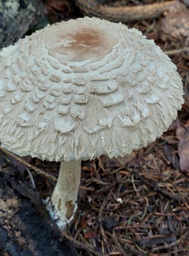 BEDLA ŠEDOHNĚDÁ (Chlorophyllum olivieri) FOTO: Marta Knauerová, 10/2023