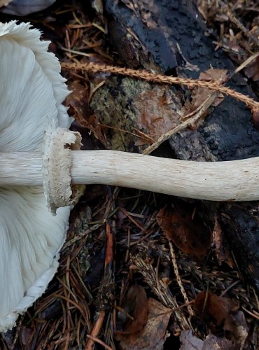 BEDLA ŠEDOHNĚDÁ (Chlorophyllum olivieri) FOTO: Marta Knauerová, 10/2023