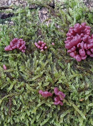 ČIHOVITKA MASOVÁ (Ascocoryne sarcoides) FOTO: Marta Knauerová, 10/2023
