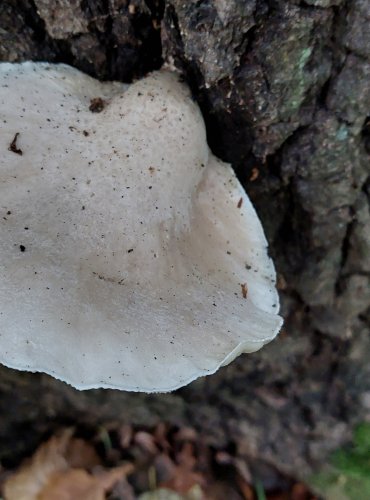 HLÍVA DUBOVÁ (Pleurotus dryinus) FOTO: Marta Knauerová, 10/2023