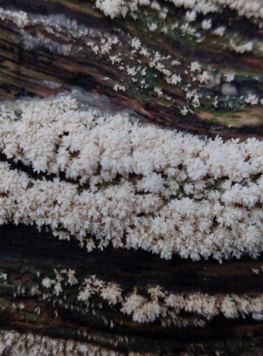 KORNATEC zřejmě z rodu Hyphodontia, FOTO: Marta Knauerová, 10/2023