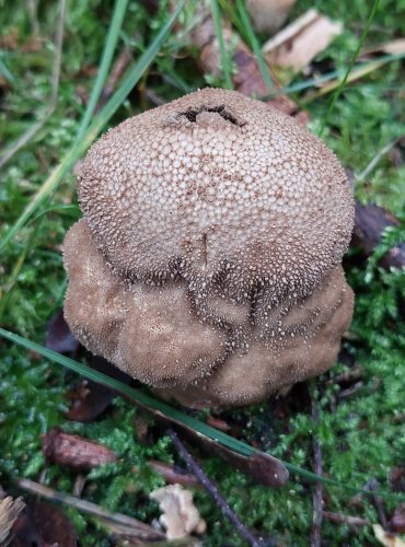 PÝCHAVKA OBECNÁ (Lycoperdon perlatum) FOTO: Marta Knauerová, 10/2023