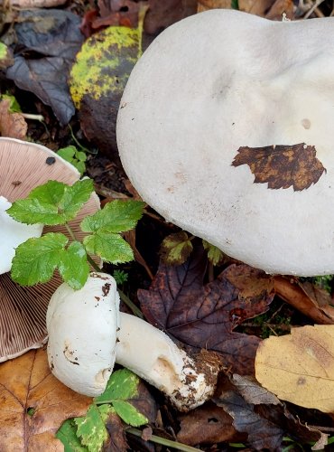ŽAMPION z okruhu ŽAMPIONU HLÍZNATÉHO (Agaricus essettei) FOTO: Marta 
Knauerová, 10/2023

