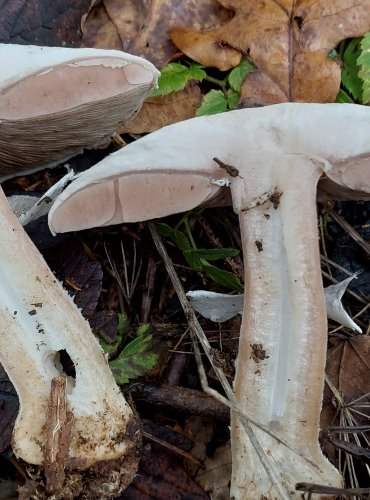 ŽAMPION z okruhu ŽAMPIONU HLÍZNATÉHO (Agaricus essettei) FOTO: Marta 
Knauerová, 10/2023

