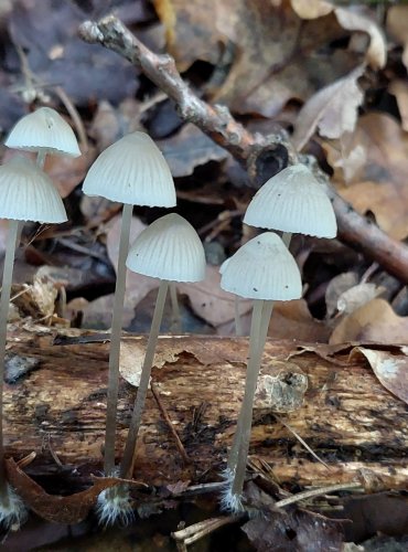 HELMOVKA (Mycena sp.) blíže neurčená, FOTO: Marta Knauerová, 10/2023