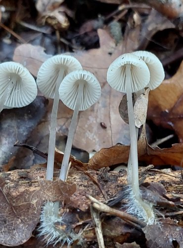 HELMOVKA (Mycena sp.) blíže neurčená, FOTO: Marta Knauerová, 10/2023