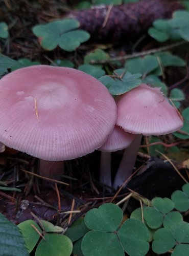 HELMOVKA NARŮŽOVĚLÁ (Mycena rosea) FOTO: Marta Knauerová, 10/2023