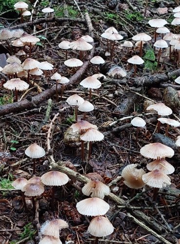HELMOVKA ZEFÍROVÁ (Mycena zephirus) FOTO: Marta Knauerová, 10/2023