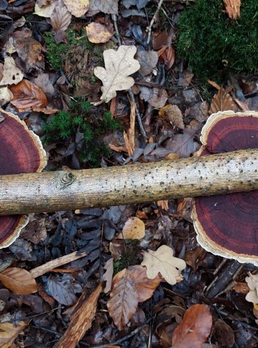 SÍŤKOVEC TROJBARVÝ (Daedaleopsis tricolor) FOTO: Marta Knauerová, 10/2023
