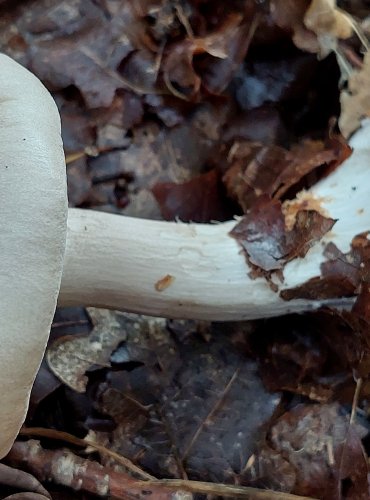 STRMĚLKA MLŽENKA (Clitocybe nebularis) FOTO: Marta Knauerová, 10/2023