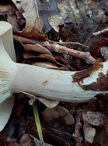 STRMĚLKA MLŽENKA (Clitocybe nebularis) FOTO: Marta Knauerová, 10/2023