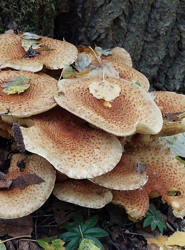 ŠUPINOVKA KOSTRBATÁ (Pholiota squarrosa) FOTO: Marta Knauerová, 10/2023