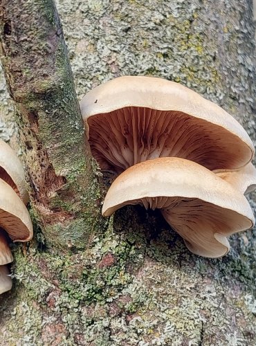 TREPKOVITKA MĚKKÁ (Crepidotus mollis) FOTO: Marta Knauerová, 10/2023