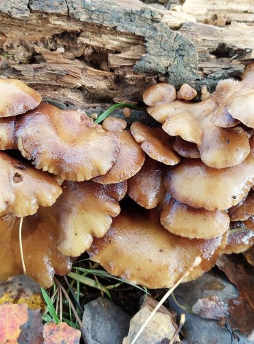 TREPKOVITKA MĚKKÁ (Crepidotus mollis) FOTO: Marta Knauerová, 10/2023