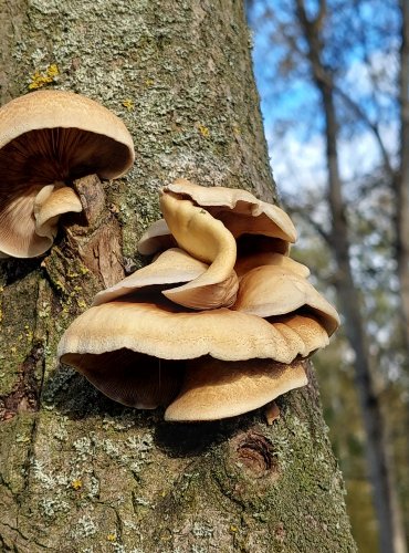 TREPKOVITKA MĚKKÁ (Crepidotus mollis) FOTO: Marta Knauerová, 10/2023