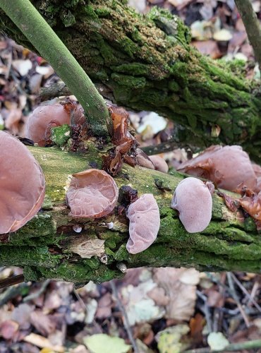 UCHO JIDÁŠOVO (Auricularia auricula-judae) FOTO: Marta Knauerová, 10/2023