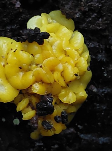 VOSKOVIČKA CITRONOVÁ (Bisporella citrina) FOTO: Marta Knauerová, 10/2023
