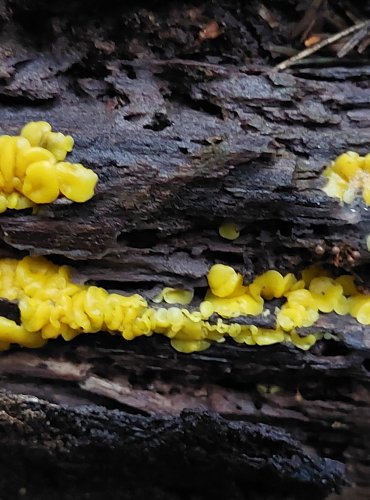 VOSKOVIČKA CITRONOVÁ (Bisporella citrina) FOTO: Marta Knauerová, 10/2023