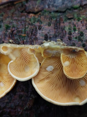 HLÍVA HNÍZDOVITÁ (Phyllotopsis nidulans) FOTO: Marta Knauerová, 11/2023