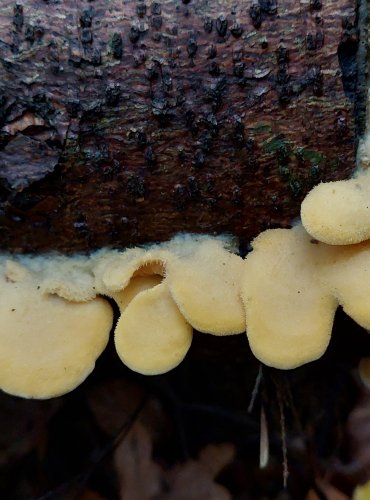 HLÍVA HNÍZDOVITÁ (Phyllotopsis nidulans) FOTO: Marta Knauerová, 11/2023