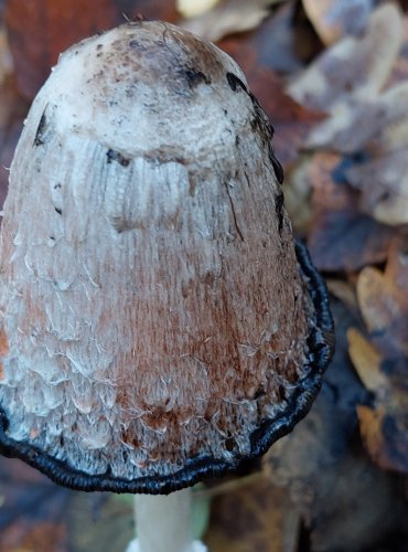 HNOJNÍK OBECNÝ (Coprinus comatus) FOTO: Marta Knauerová,11/2023