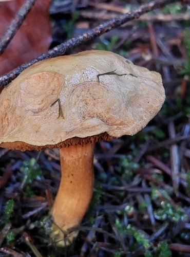 HŘIB PEPRNÝ (Chalciporus piperatus) FOTO: Marta Knauerová, 11/2023