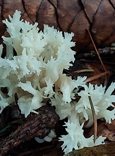 KUŘÁTEČKO HŘEBENITÉ (Clavulina coralloides) FOTO: Marta Knauerová, 11/2023