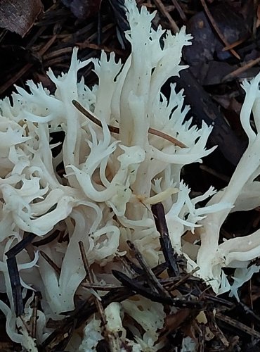 KUŘÁTEČKO HŘEBENITÉ (Clavulina coralloides) FOTO: Marta Knauerová, 11/2023