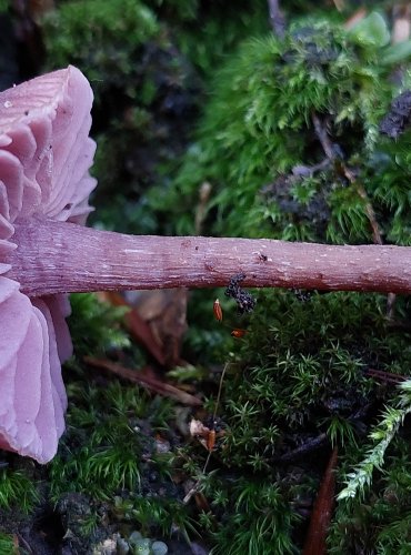 LAKOVKA AMETYSTOVÁ (Laccaria amethystina) FOTO: Marta Knauerová, 11/2023