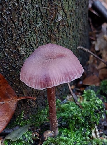 LAKOVKA AMETYSTOVÁ (Laccaria amethystina) FOTO: Marta Knauerová, 11/2023