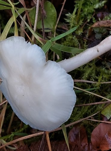 VOSKOVKA PANENSKÁ (Cuphophyllus virgineus) FOTO: Marta Knauerová, 11/2023