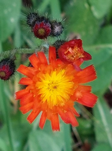 CHLUPÁČEK ORANŽOVÝ (Pilosella aurantiaca) FOTO: Marta Knauerová, 2022