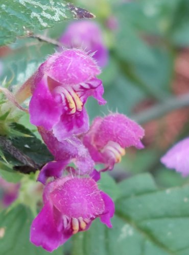 KONOPICE POLNÍ (Galeopsis tetrahit) FOTO: Marta Knauerová, 2022 