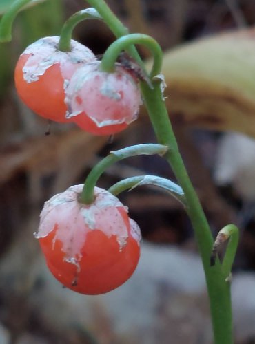 KONVALINKA VONNÁ (Convallaria majalis), zrající plodenství, FOTO: Marta Knauerová, 2022