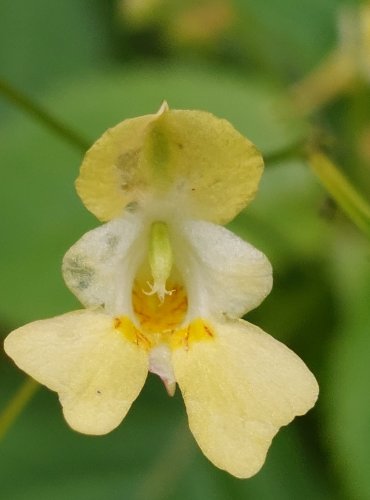 NETÝKAVKA MALOKVĚTÁ (Impatiens parviflora) detail květu, FOTO: Marta Knauerová, 2022