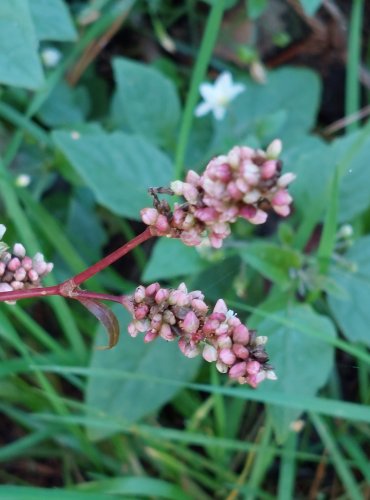 RDESNO ČERVIVEC (Persicaria maculosa) FOTO: Marta Knauerová, 2022