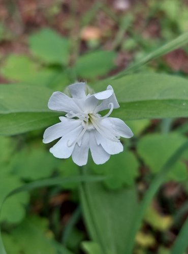 SILENKA ŠIROLISTÁ BÍLÁ (Silene latifolia subsp. alba) FOTO: Marta Knauerová, 2022