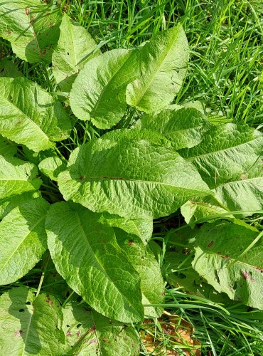 ŠŤOVÍK TUPOLISTÝ (Rumex obtusifolius) FOTO: Marta Knauerová, 2022
