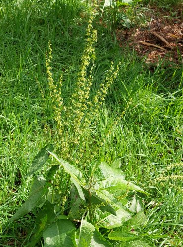 ŠŤOVÍK TUPOLISTÝ (Rumex obtusifolius) FOTO: Marta Knauerová, 2022
