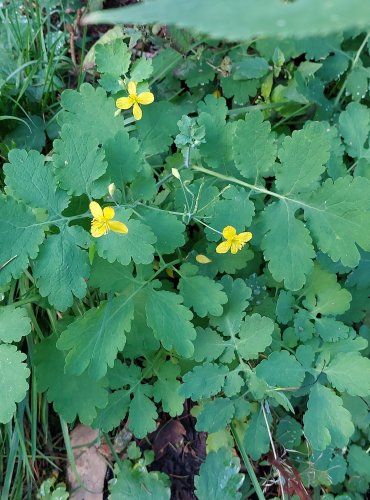 VLAŠTOVIČNÍK VĚTŠÍ (Chelidonium majus) FOTO: Marta Knauerová, 2022