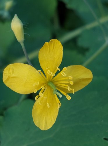 VLAŠTOVIČNÍK VĚTŠÍ (Chelidonium majus) FOTO: Marta Knauerová, 2022