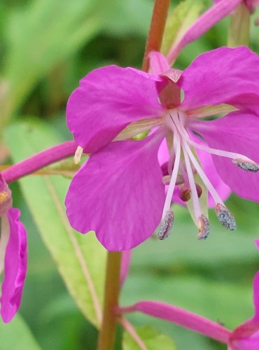 VRBOVKA ÚZKOLISTÁ (Epilobium angustifolium) FOTO: Marta Knauerová, 2022