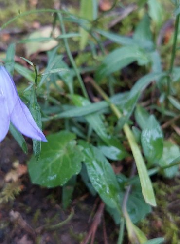 ZVONEK OKROUHLOLISTÝ (Campanula rotundifolia), FOTO: Marta Knauerová, 2022