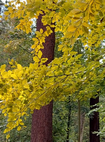 MĚSTSKÝ PARK a jeho podzimní krása, FOTO: Marta Knauerová, 2022