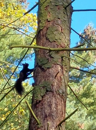 MĚSTSKÝ PARK a život v něm, VEVERKA OBECNÁ (Sciurus vulgaris) FOTO: Marta Knauerová, 2022